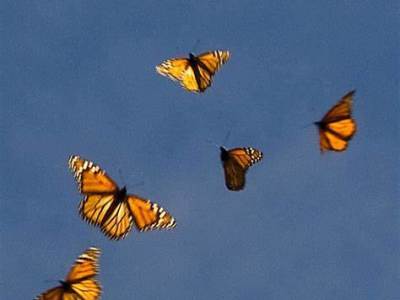 The Monarch Moment