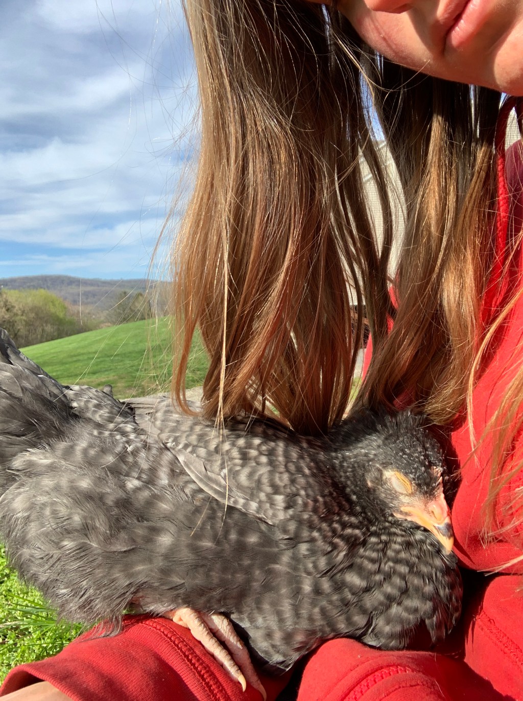 Growing Up on a Mini Chicken&nbsp;Farm