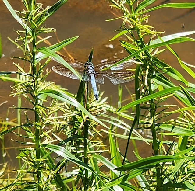 Thou Shalt Not Kill a Living&nbsp;Thing