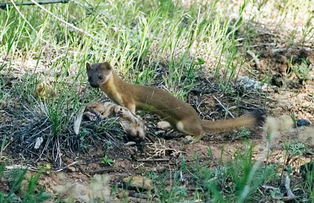 Human-Wildlife Conflicts: Experience with Weasels in New&nbsp;Jersey
