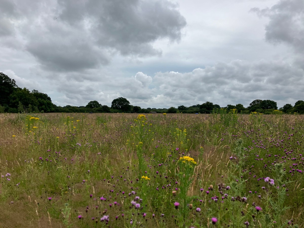 Adventures from the Knepp Estate England Part&nbsp;II