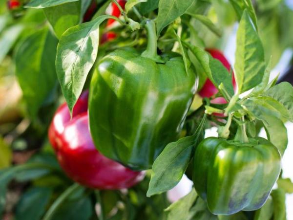 The Fruits of My Garden 