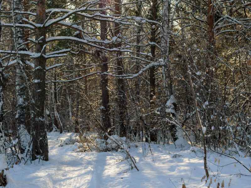 Winter Woods