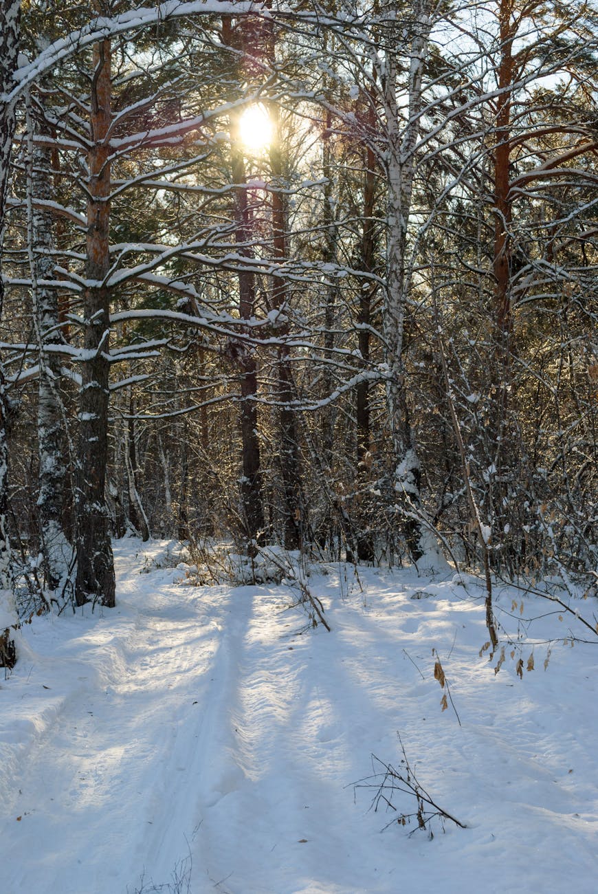 Winter Woods