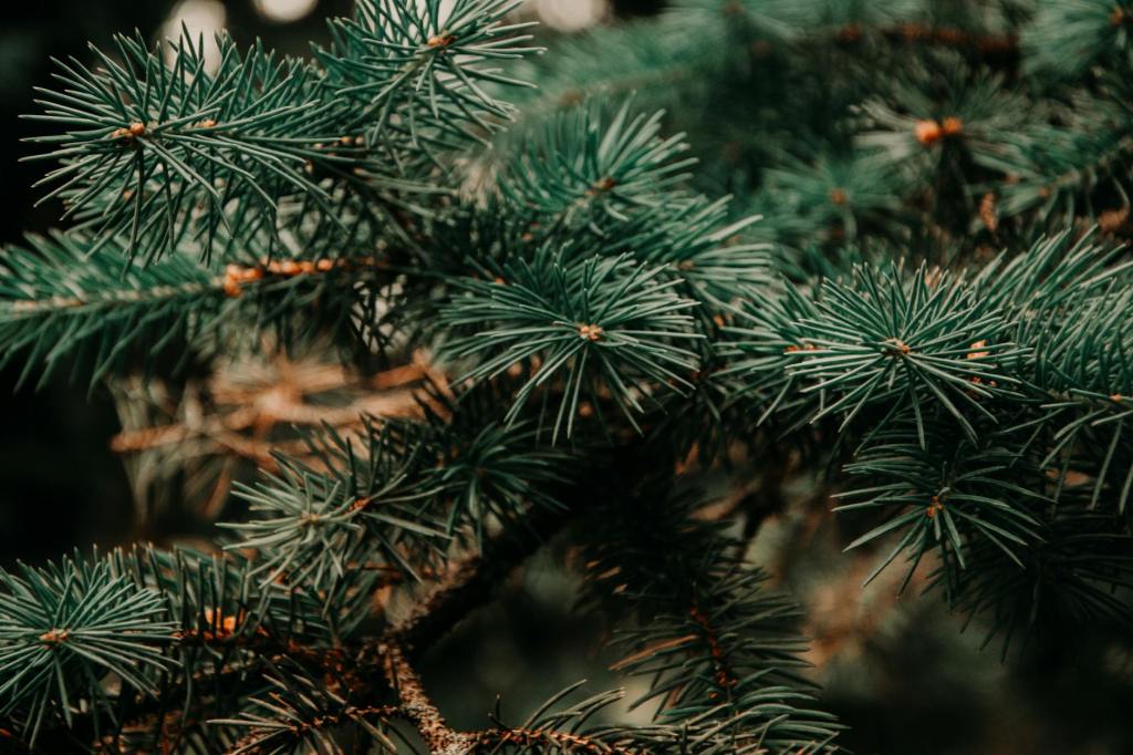 From Tinsel to Tides: Rewilding with Christmas&nbsp;Trees