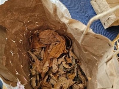 The Journey to Spicebush&nbsp;Tea