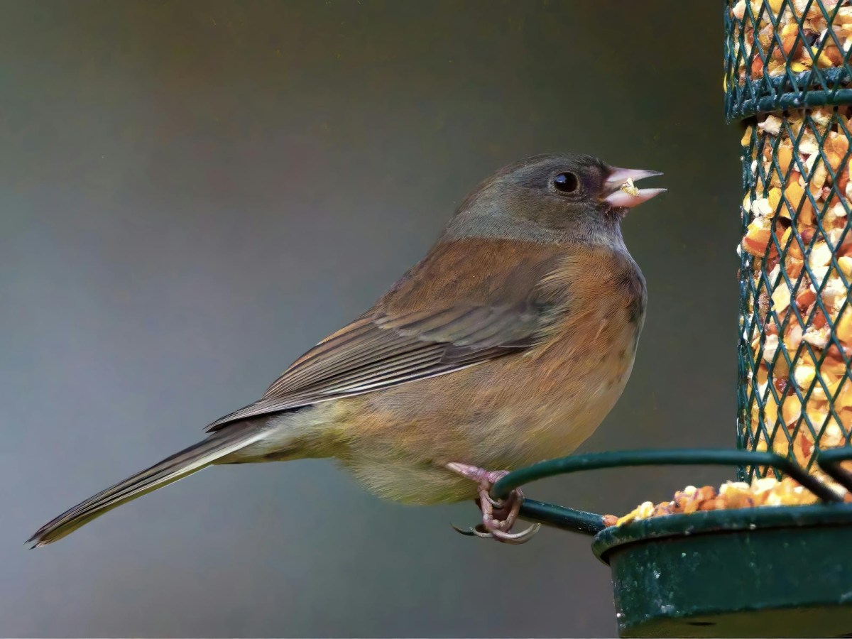 Winter Wings of New Jersey 