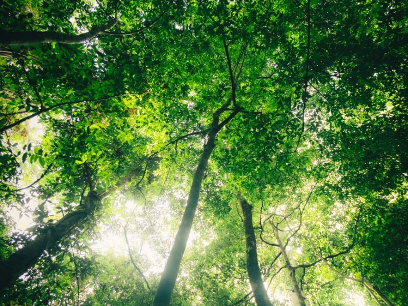 The Music of a&nbsp;Forest