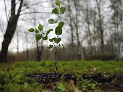Just Because You See Trees Doesn’t Mean There Is&nbsp;Biodiversity